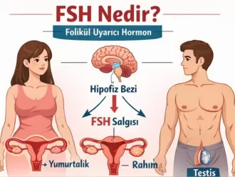 FSH Nedir?